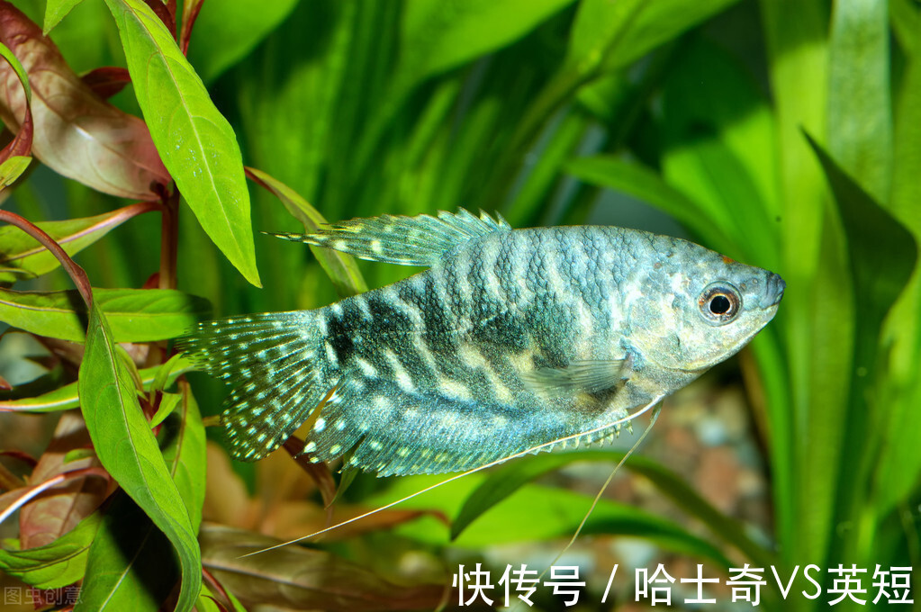 水族|对新人极其友好，十大养不死的观赏鱼