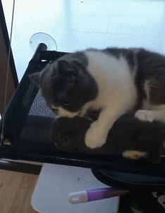 |搞笑GIF:姑娘,我是有点担心啊!突然爆了怎么办