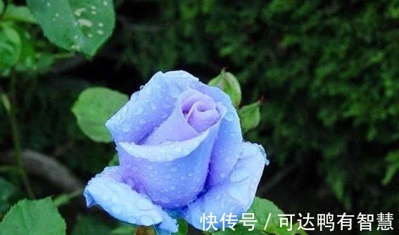 好运来|7月23号起，运势人上人，喜鹊叫好运来，横财大奖追着跑三生肖