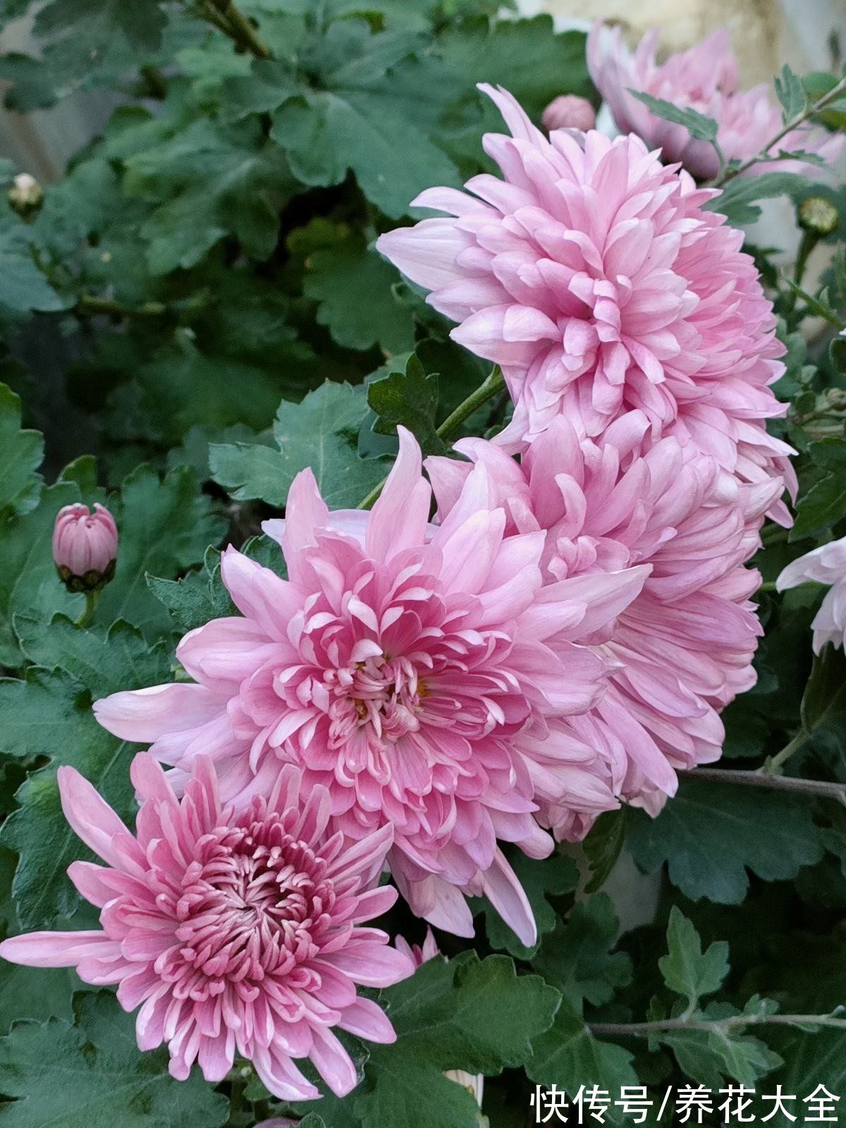 明明是传统名花,婆婆却极力反对养,说是太晦气