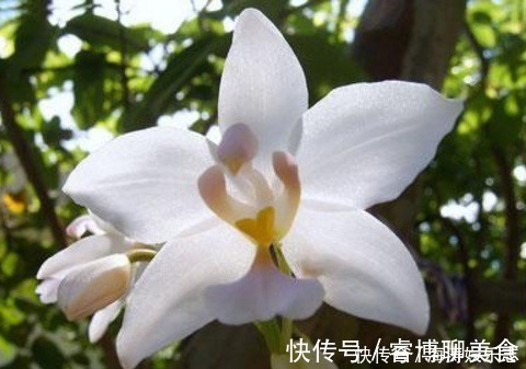 施肥|这花比茉莉还好闻，家里养一盆，花一开就是大半年！