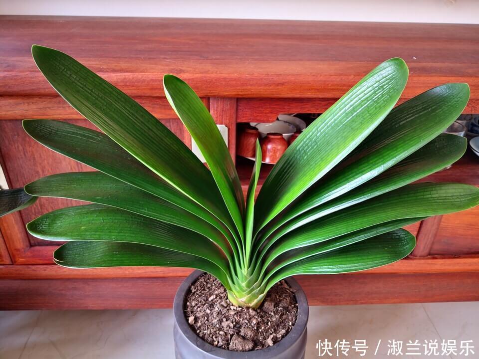 老花匠给的偏方,“蚊香灰”这么用,养花长得壮,也能驱虫子