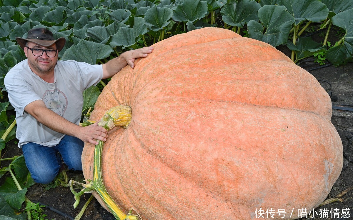 藤蔓|720公斤!德国男子种出巨型南瓜,手臂一样粗的藤蔓