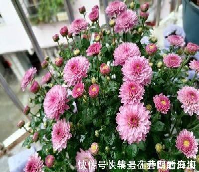 天冷|天冷了，15种漂亮花喜欢“大太阳”，多晒长得壮，花更多