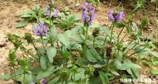  祛痰|地里有种叫“夏枯草”的植物，用来炖鸡很不错，拿来入药祛痰止咳