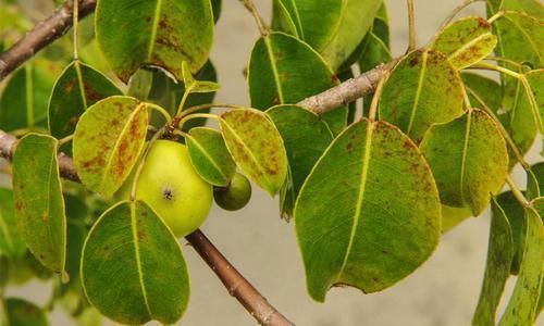 世界上最毒的植物，摸都摸不得，人站在树下躲雨都能中毒