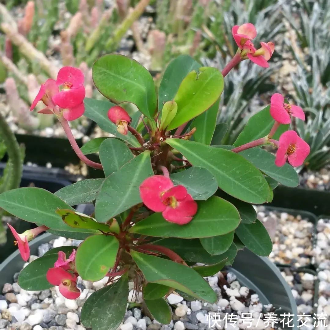 阳台养盆栽铁海棠四季开花的技巧,做好这几点特别关键