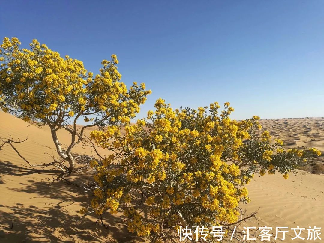 沙漠|除了黄沙漫天,腾格里的沙漠里还能干什么?