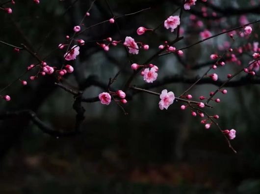 结香、茶花、喷雪花……醉白春色如此撩人，还不快来！专属免票福利