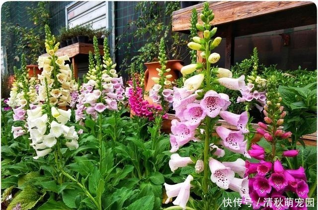 狗牙花|被名字耽误一生的6种花，土里土气，开花却“气度非凡”靓丽入眼