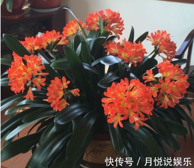 淘米水|君子兰不开花淘米水兑点“黄水水”，花箭冒出来，1次开出10朵