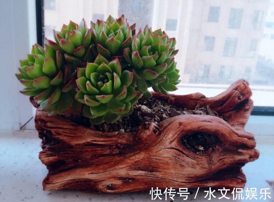 秋天买多肉,认准这点,长得胖嘟嘟窜出一圈小芽!