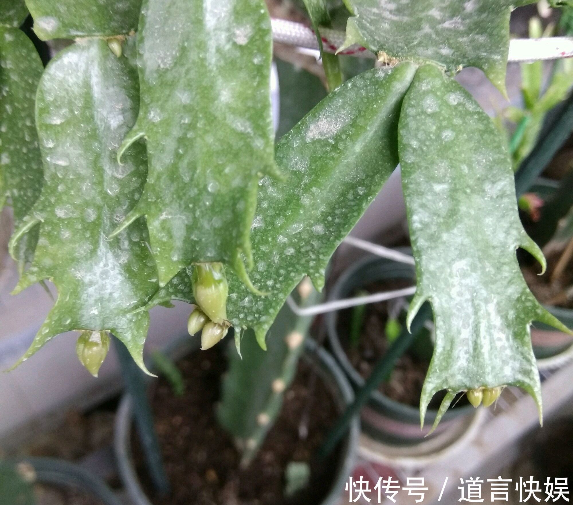 秋季养蟹爪兰为什么要摘芽满足4个套路，花苞更多，开花易爆盆