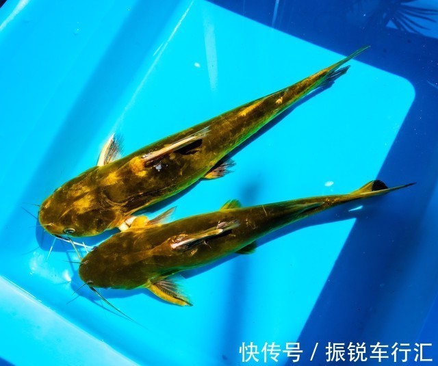 昂刺鱼王?湄公河“巨型昂刺鱼王”被钓起,大到让人不敢相信