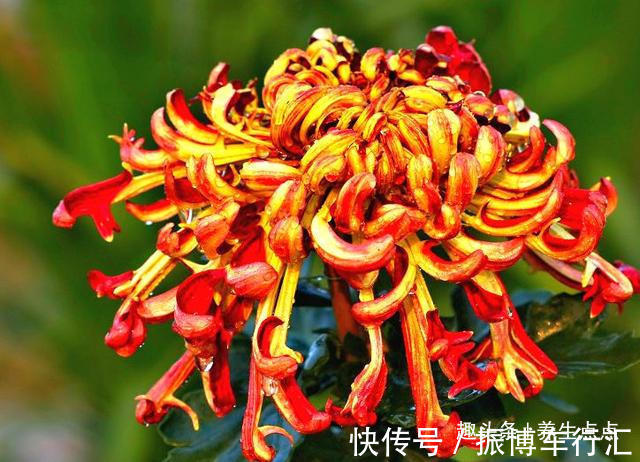 家里养花,不如养“珍奇名菊”火龙爪,似火焰飞舞,娇媚优雅