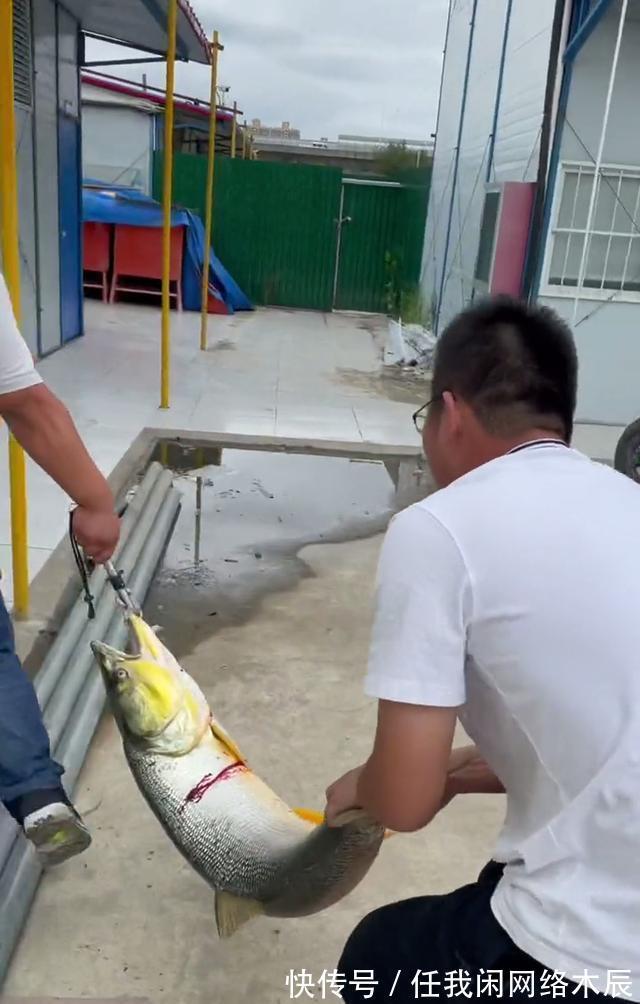 江苏小伙阳澄湖钓起40斤水老虎，拖到工地加餐，不放生为湖除害