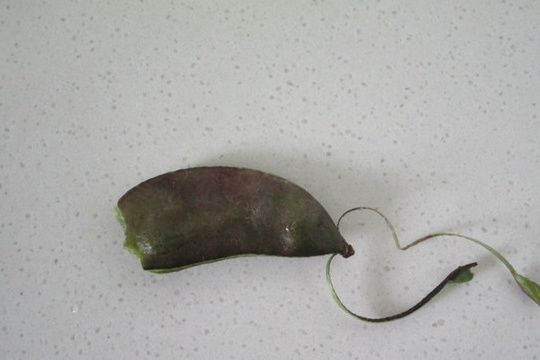 蔬菜中的补钙冠军,钙是鸡肉6倍,比牛奶好吸收,秋天多给孩子吃