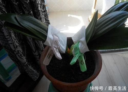 啤酒|君子兰风信子夹箭不开花,简单1招,把花拽出来!