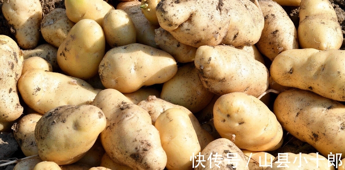 原来保存土豆很简单,教你正确方法,久放不腐烂发芽,不学真可惜