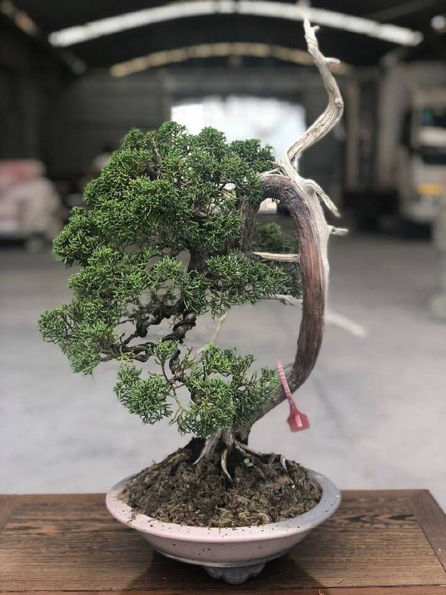 老伯|农村老伯分享的几盆真柏树盆景,盆盆都是精品,不同角度不同的美