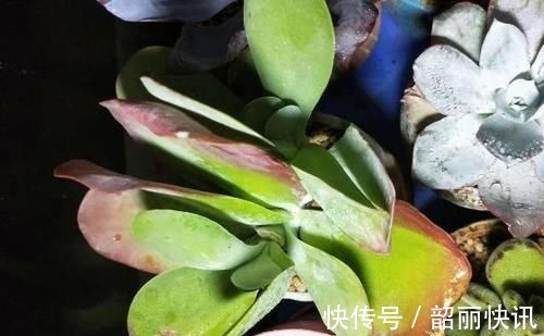 肉友们|氮磷钾肥养多肉,全盆栽成“胖娃娃”,让别人看了都羡慕