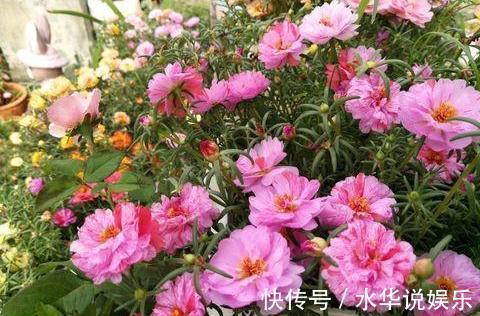 光照|太阳花怎么养才能开花爆盆只需3个“小动作”,枝上全是花