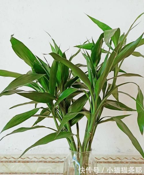 绿萝|5种花平时怕太阳晒,而到了冬天刚好相反,要多晒太阳