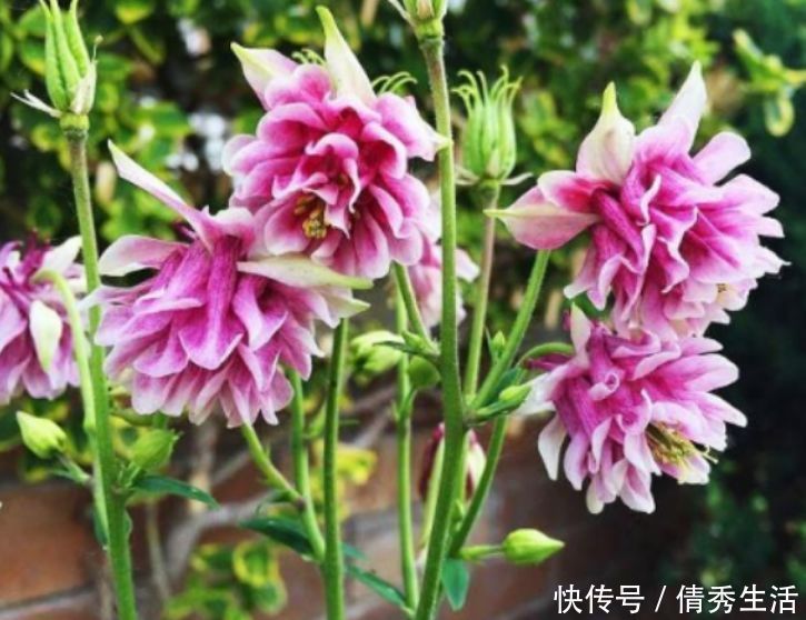 太阳花|此款植物,一年多次开花,花期超半年,花多易爆盆,优雅多态