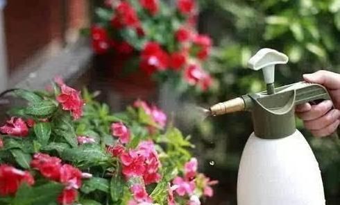 家家都有的调味料,用来养花,杀菌消毒不长虫,花期延长好几倍!