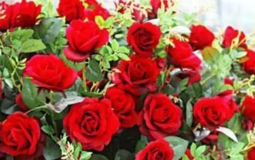  花色|4种花养阳台，浇点水就疯长，开成花海，比吊兰好养，花色娇艳