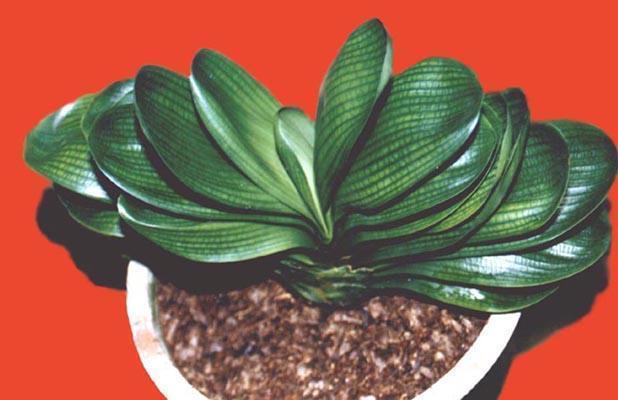 怎么才能拥有天价盆栽君子兰这么操作,一片叶子就够了