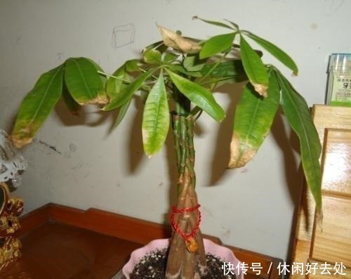 老花匠透漏，家里养花，别放“2个位置”，不然啥都“养不活”！