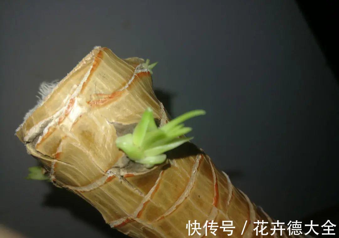 7种花,现在要砍头,冲天炮变成爆炸头