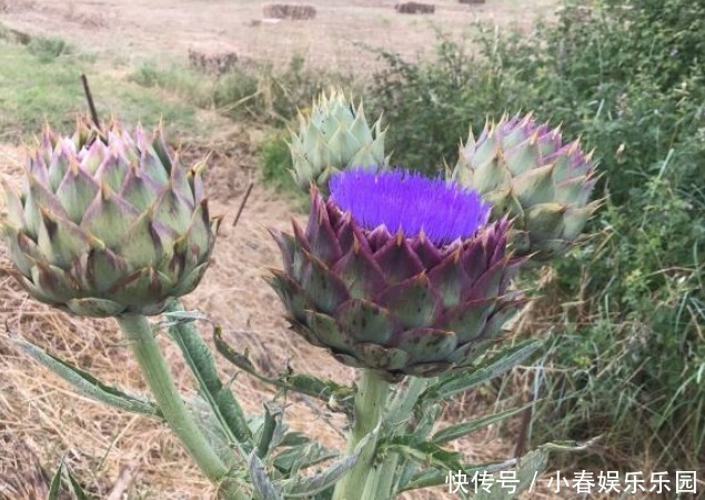 路边没人要的野花，国外人买来当菜吃，开花很美、很受欢迎！