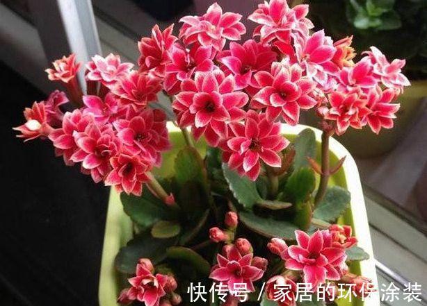 十月不知养啥花？看看这六种，好养又漂亮，可以放心入手