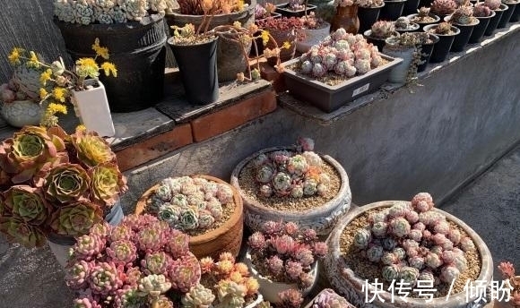 颗粒土养多肉,能养出好状态?小白最容易吃亏,状态跟土没关系