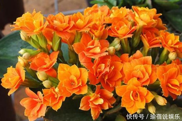 养长寿花时,避开2大“雷区”,植株越长越旺,花多叶茂轻松爆盆