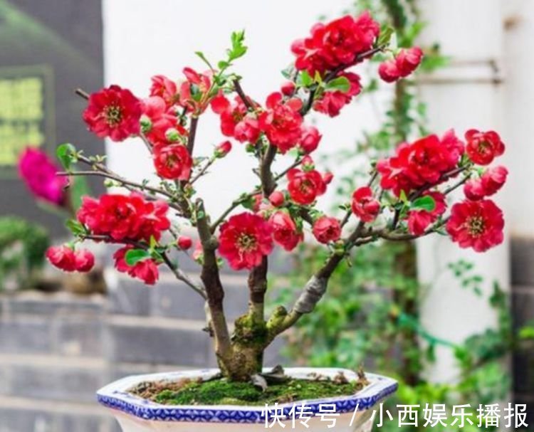 4种花很适合阳台养，花香四溢，开花旺，养100盆也不嫌多！