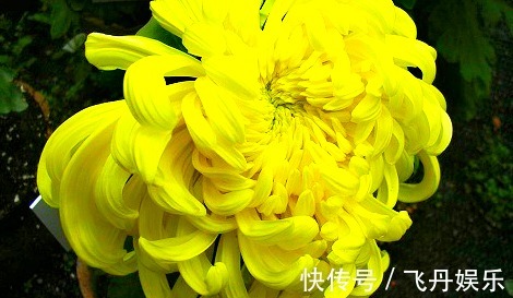 生长势|喜欢菊花,不如养盆“菊中珍品”黄创云,花似黄金,高贵优雅多姿