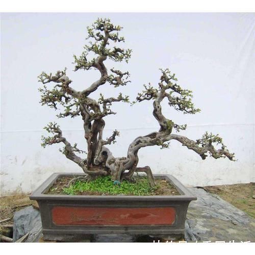 雀梅盆景的一些养护技巧，简单易懂，不知道这些养护技巧，会吃亏