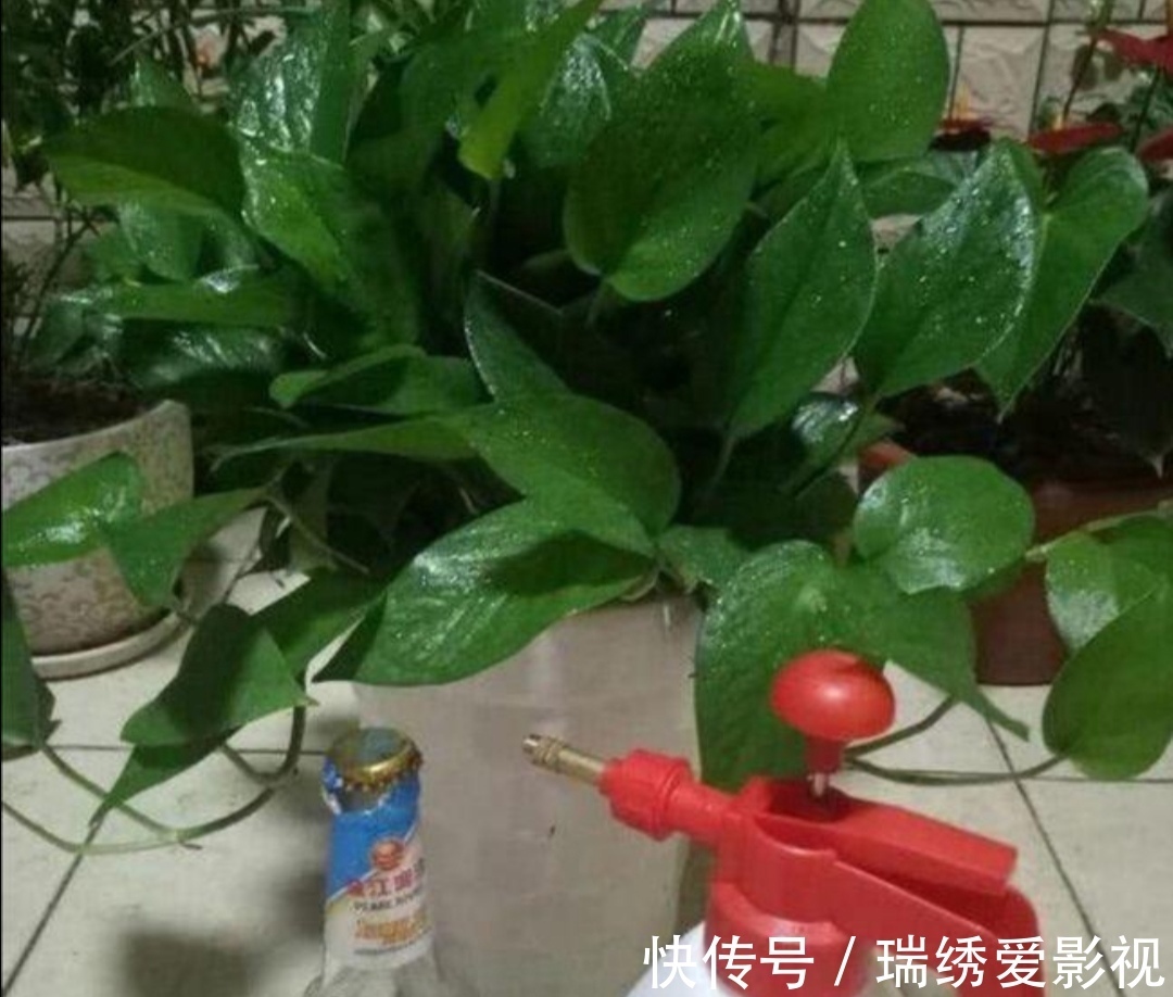 绿萝喜欢喝“2种水”，半个月浇一次，叶子变得油绿又光亮