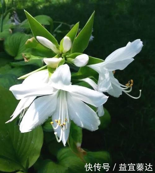 玉簪|此花是中国名花，花叶俱美，香味宜人，好养易活，是盆栽佳品