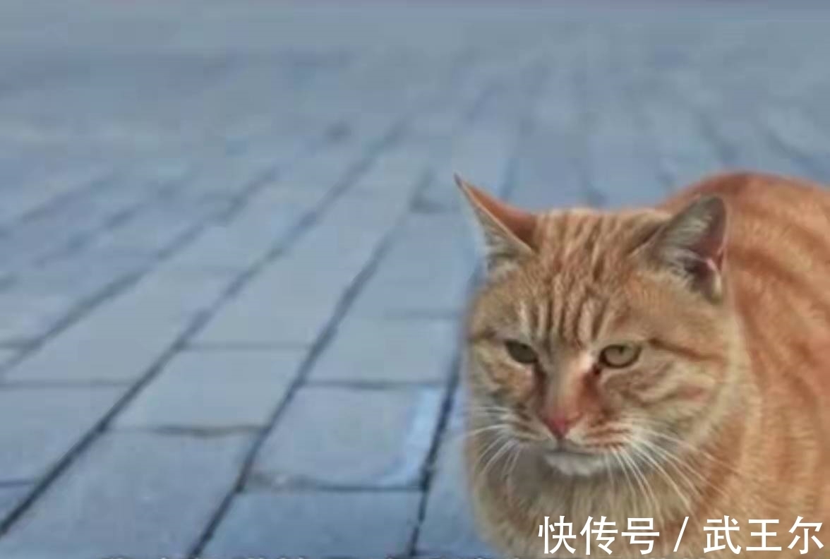 故宫|故宫200多只野猫无人驱赶？院长：它们血统高贵，有自己的粉丝团