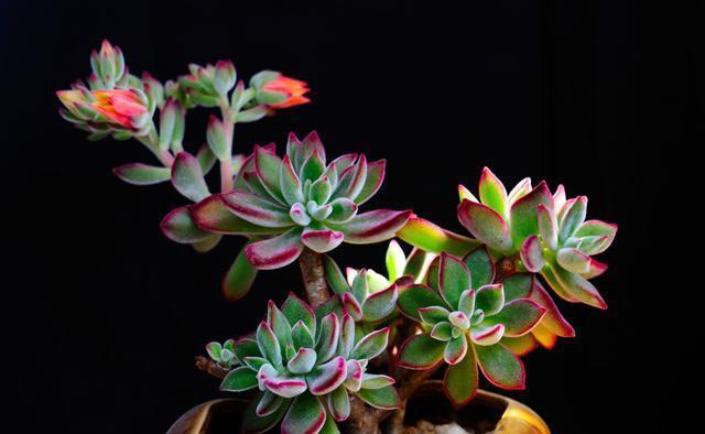 翻倍|徒长的多肉植物是个宝,别嫌弃,用上3个小方法,身价翻倍