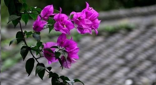 蓝妖|这10种花超级怕冷,再不搬进屋,小心只剩下盆了