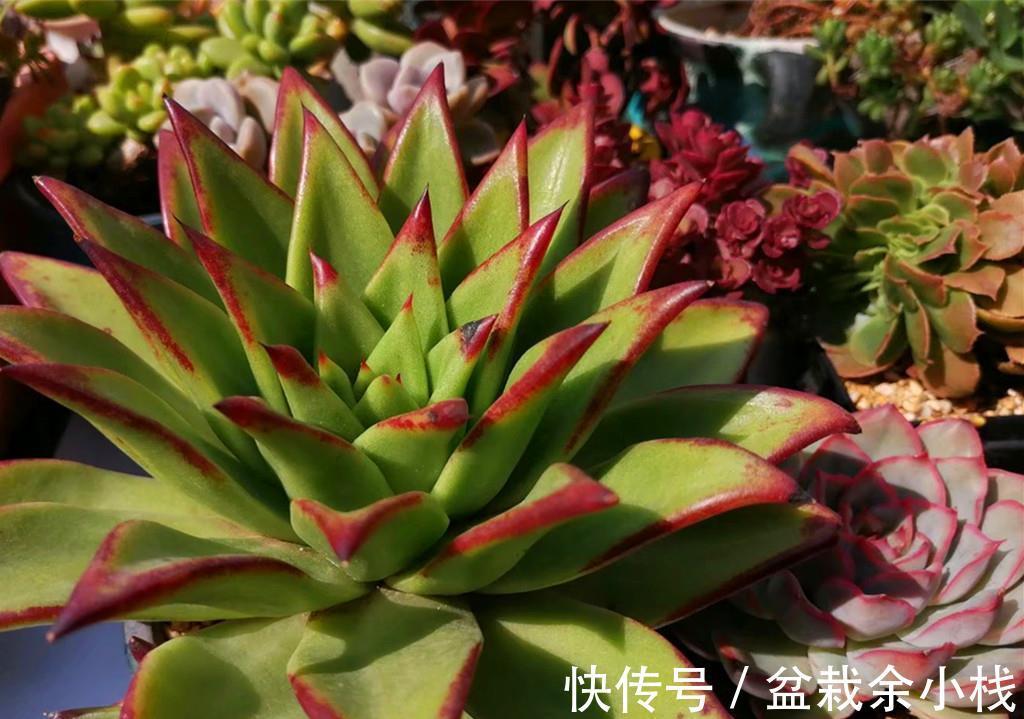 新手|还是多肉新手时，做了很多古怪的事情，拿出来给肉友们当反面教材