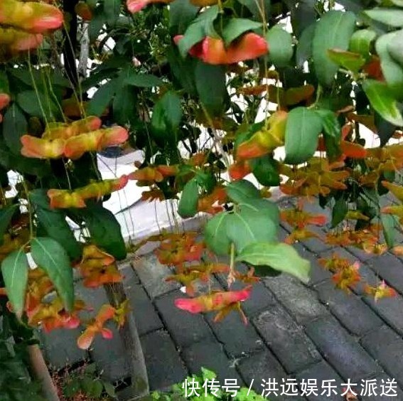 金线|传说中的“摇钱树”原来长这样,花型好奇特,我都想养1棵在家里