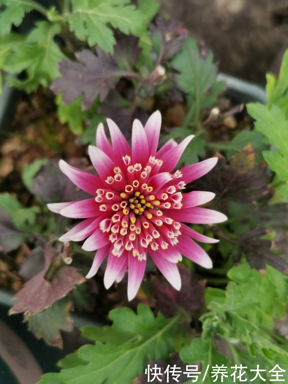 新手养花常常忽略“4件事”，要抓紧改正，才能养好花