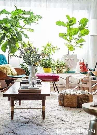 懒人养植的盆栽,一个月浇次水都没问题