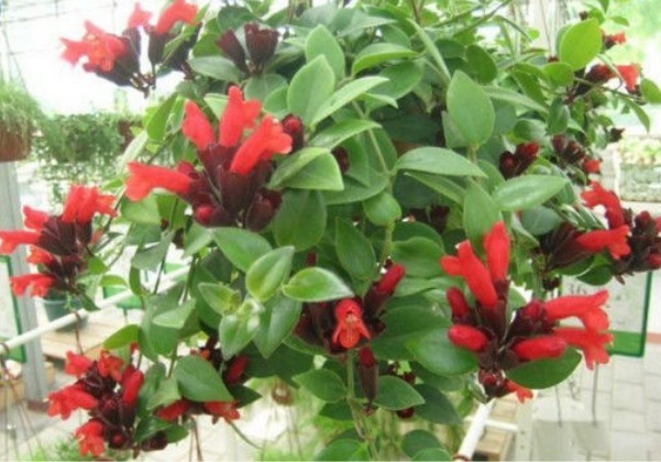 多肉|“达克宁”养花有奇效杀菌不烂根,安全度夏,多肉爆盆,花朵艳